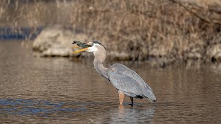 Great Blue Heron Vs Trout, Sony A1Sony Alpha1, 4K