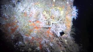 Night Dive at Blue Heron Bridge
