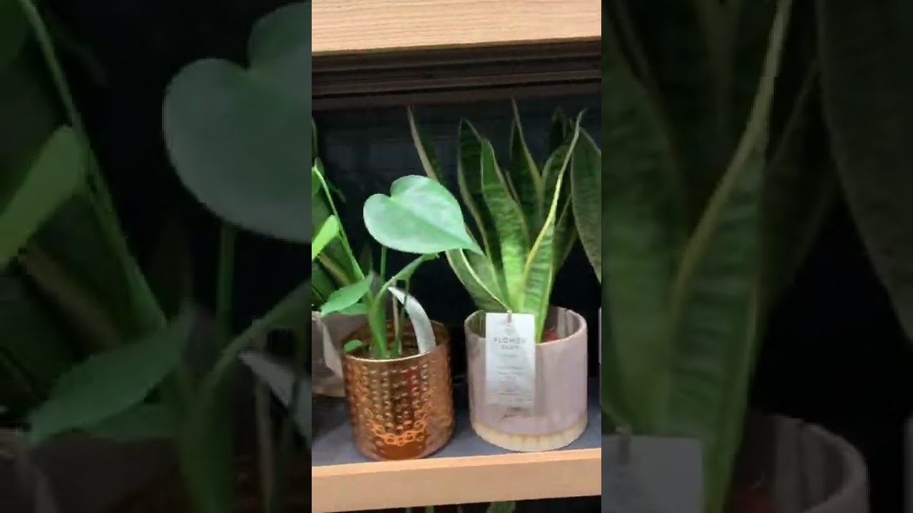 Plants available in Marks & Spencer 2022 | M&S COME SHOP WITH ME