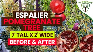 How To Grow More Fruit Trees In Small Spaces – Espalier Fruit Tree BEFORE \& AFTER