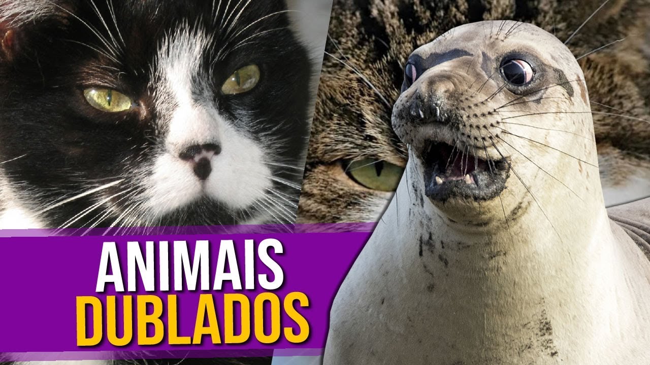 vídeos engraçados de animais dublado