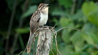 Striped Cuckoo Singing