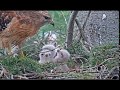 ~ Marietta College Hawk Nest - Karmienie grzecznych trojaczków - Na obiad : Wąż ~