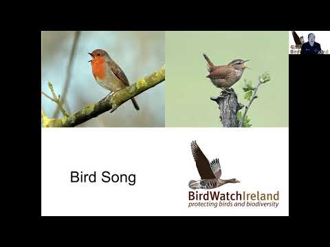 Birdsong in Monkstown