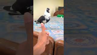 “Listen to this beautiful pigeon 🐦❤️”#shorts #pigeon #petbirds #birdlover #fyp #kabootar