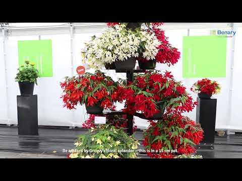 Video: Boliviansk Begonia (24 Foton): Beskrivning Av Rikliga Sorter 