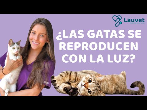 Video: Ciclo Sexual Y Estro En Un Gato