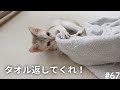 絶対にタオルベッドを作らせない子猫【バスタオル猫用ベッドの作り方/へそ天しちゃう子猫】