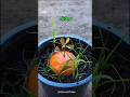 Growing orange tree