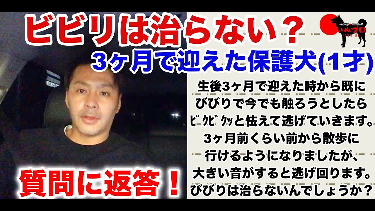 質問に返答 保護犬 1才3ヶ月 びびりは治らないんでしょうか Psdドッグサポートセンター いぬプロ Inupro 犬のしつけ 教育 リハビリ ドッグトレーナー 怖がり Youtube