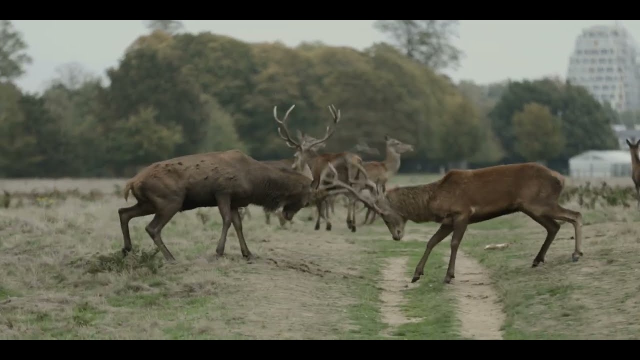 Bushy Park Deer Rutting Season Part 2, October 2025