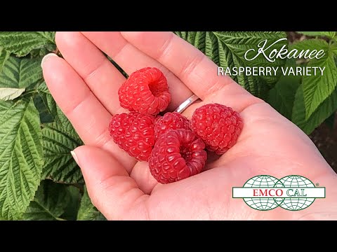 Video: Remontan Raspberry. Bahagian 6