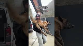 Leben retten 🫶🏻 #savethedogsbih #pleasehelp #pleasedonate #animals #dogs
