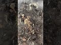 Winter food waste mixing – active compost pile