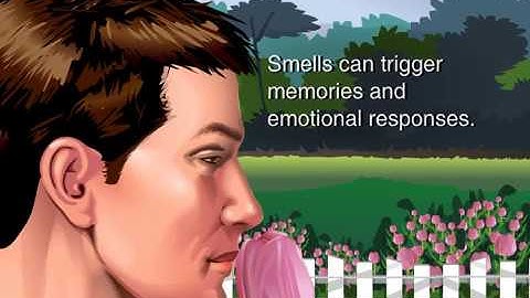 How Do We Smell Animation - How Your Nose Works - Smelling Video