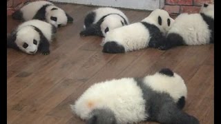 So cute! 23 panda cubs have fun in "kindergarten"