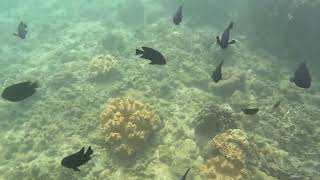 キレイfish などと珊瑚-naha-okinawa-10172025-sua-GX011094 #sua #coral #beauty #okinawa #那覇　＃沖縄