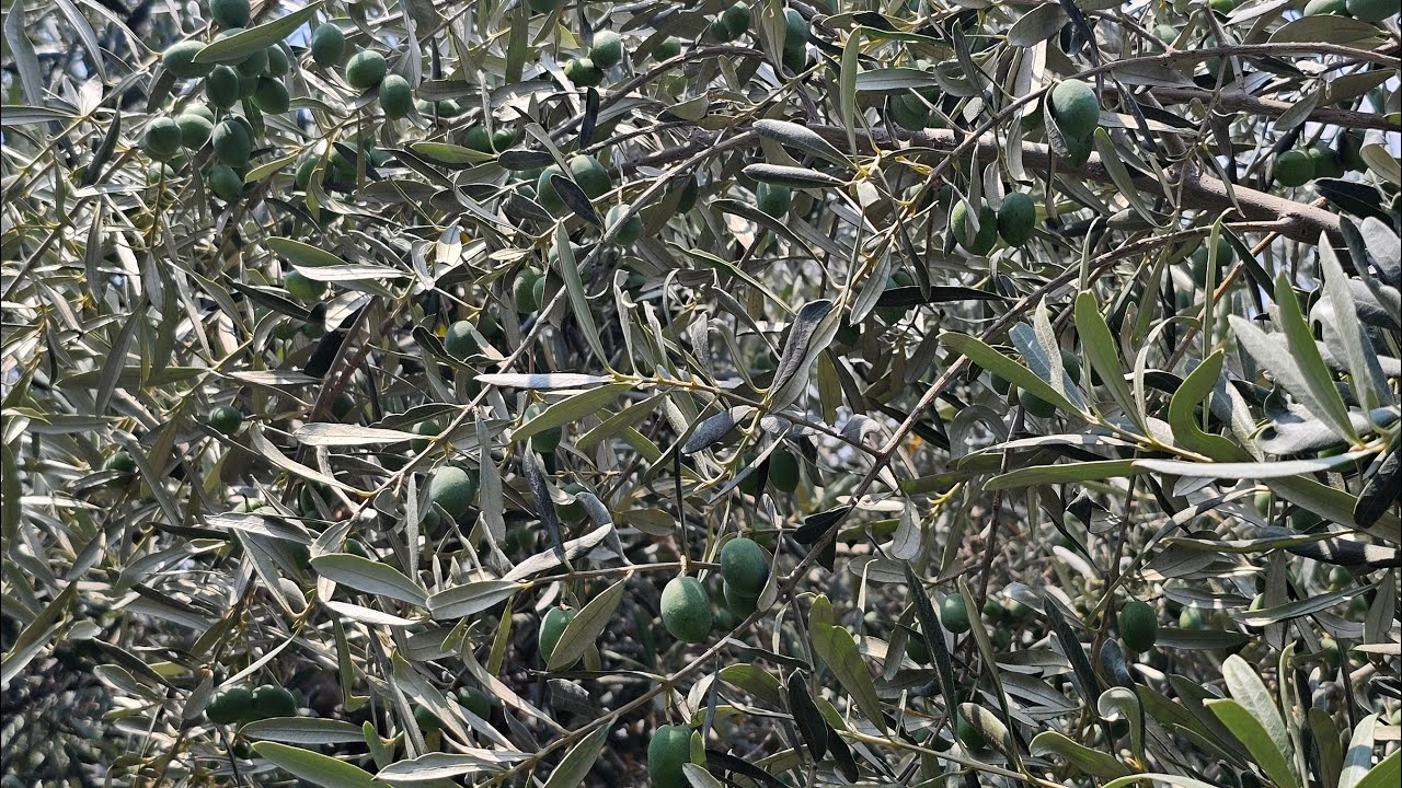 ZEYTİN AĞAÇLARINDA BEŞİNCİ İLAÇLAMA NE ZAMAN YAPILIR?💥💯ZEYTİN AĞAÇLARINDA ZEYTİN SİNEĞİ İLAÇLAMASI💥💯