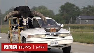 助手席に大きな「雄牛」乗せた車、警官に止められる　米ネブラスカ州