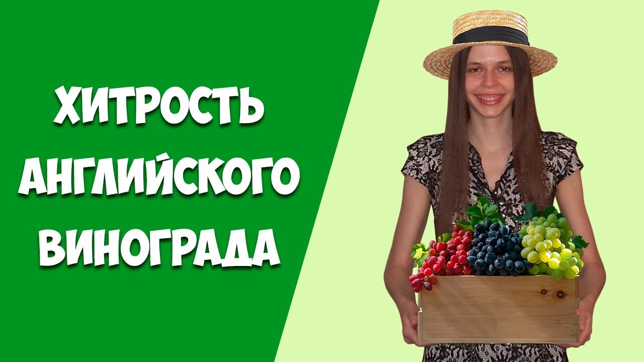 Виноград - исчисляемое или неисчисляемое существительное? - YouTube