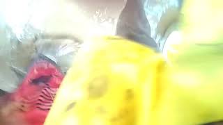 Shiv Kumar Mandavi Sadi16