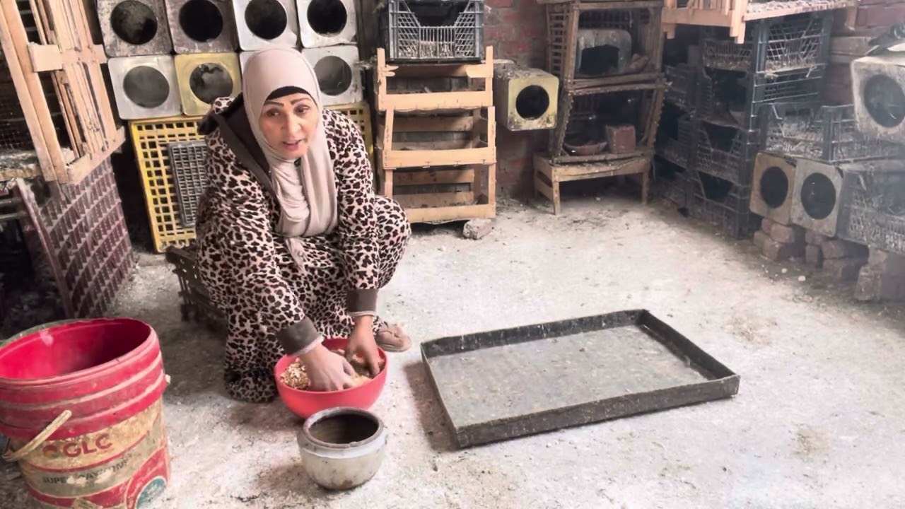 تنظيف أوضه الحمام مع خلطه زياده انتاج الحمام 👌🕊️