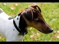 Fox Terrier Smooth の動画、YouTube動画。