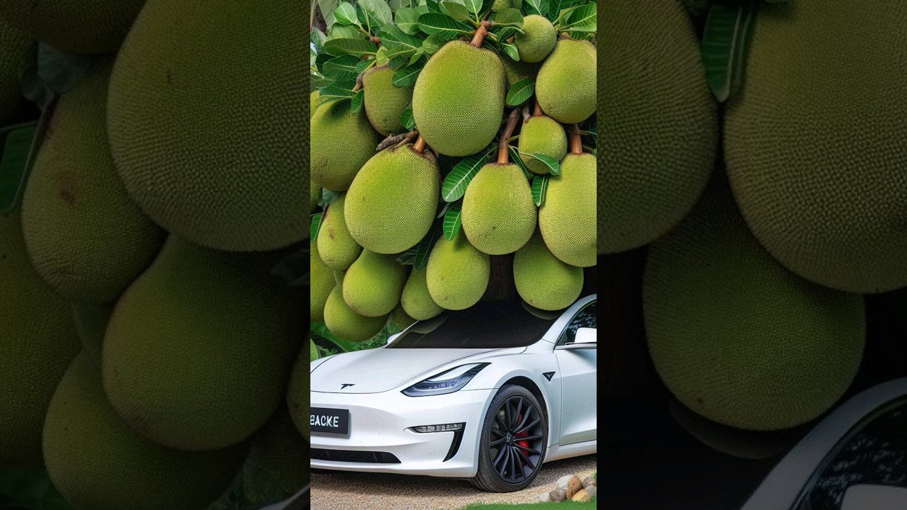 Amazing jackfruit growing. 