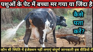 पशुओं के पेट में बच्चा मर गया या जिंदा है कैसे पता करें?||Konsi Condition mein Injection nai lagaye