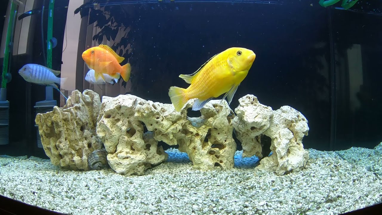 Малавийские Цихлиды Мбуна. Разведение, советы и рекомендации.