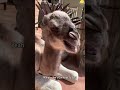 Why is this camel so dramatic?!🐪 #funny #animals #camel #farm #funnyvedio