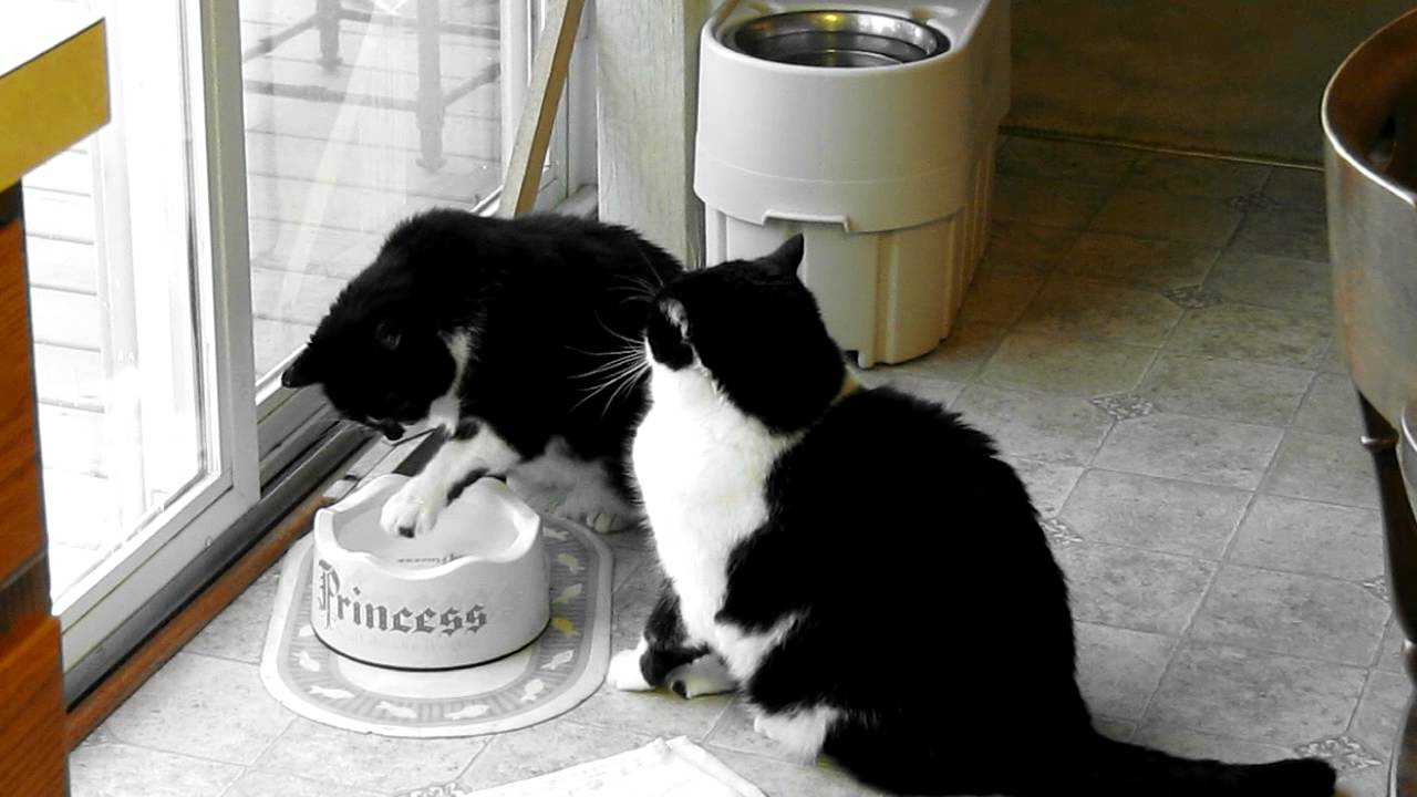 Cat drinking water 