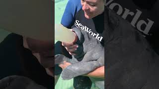 Rescued Manatee Bottlefeed | SeaWorld Orlando
