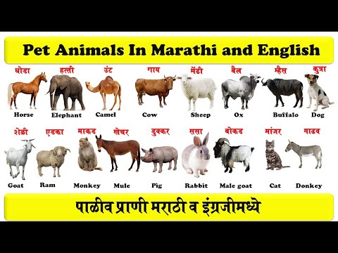 pet animals in english and marathi with pdf | पाळीव प्राणी  | pranyanchi nave english | download pdf