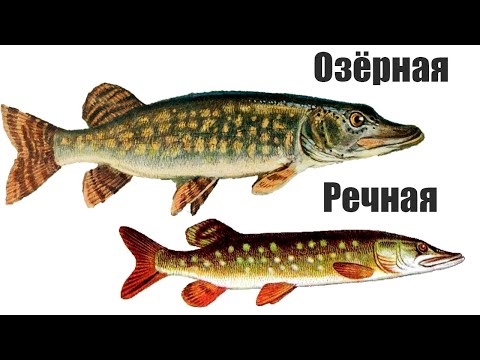 В чем основное отличие речной щуки от озерной?