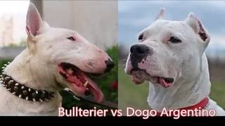 Bullterier vs Dogo Argentino by Emily Haddock 1,352 views 7 years ago 1 minute, 22 seconds