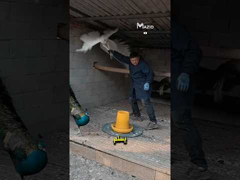 قبل أن يغادر اكتشف الطريقة الغريبة لحماية الطاووس