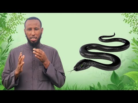 Bofa Abjuudhaan Arguu Maali Ustaaz Sa Ad Aliyyi