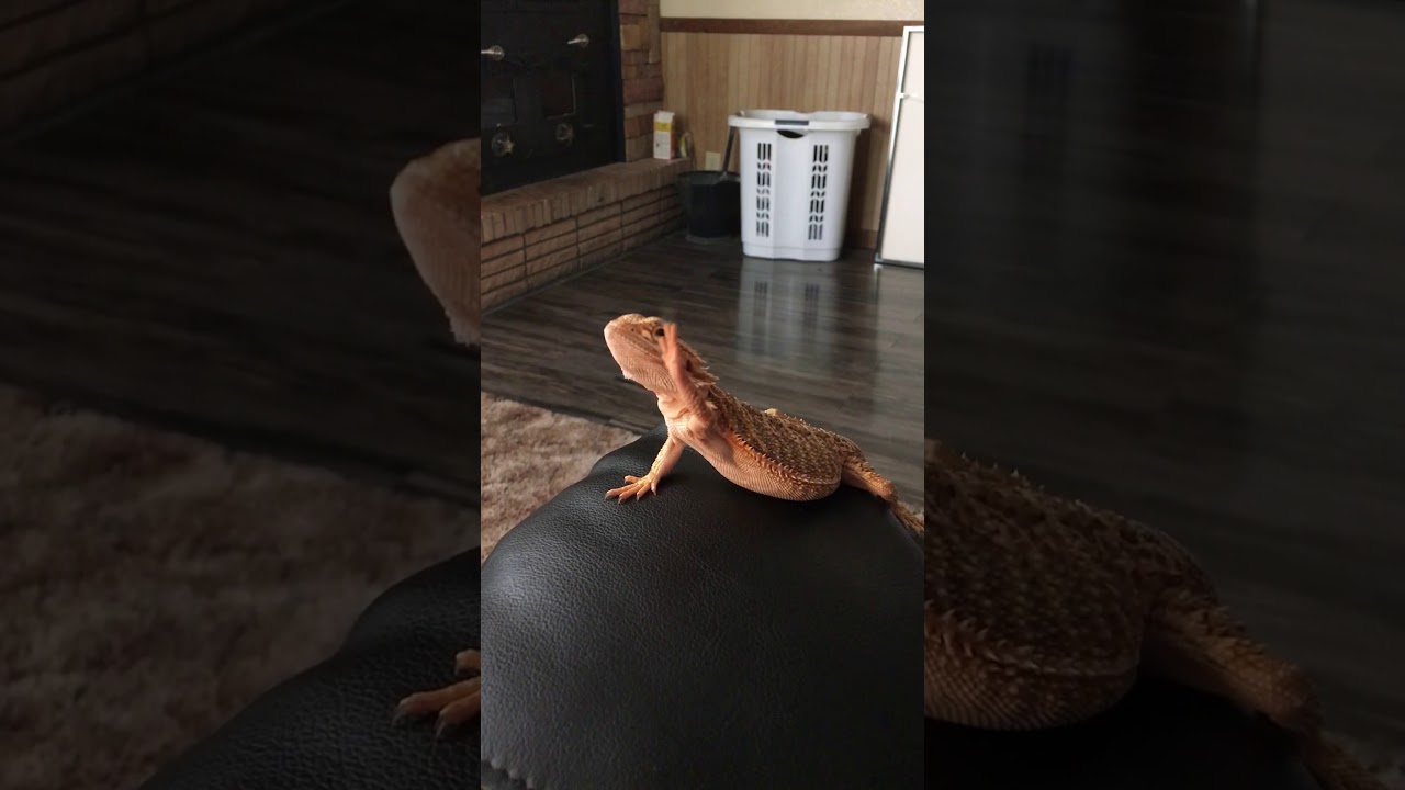 camera iphone 8 plus apk Female bearded dragon submission and waving!
