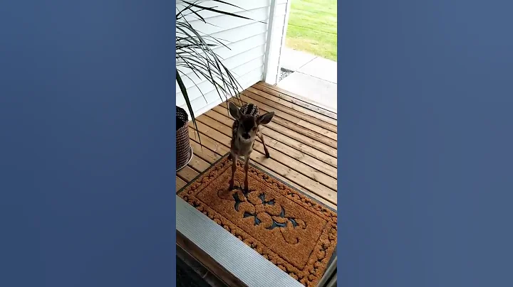 Baby Deer at my door... Well, a Fawn at my door, V...