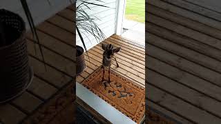 Baby Deer at my door... Well, a Fawn at my door, Volume up  THANK YOU!  for Watching and Subscribing