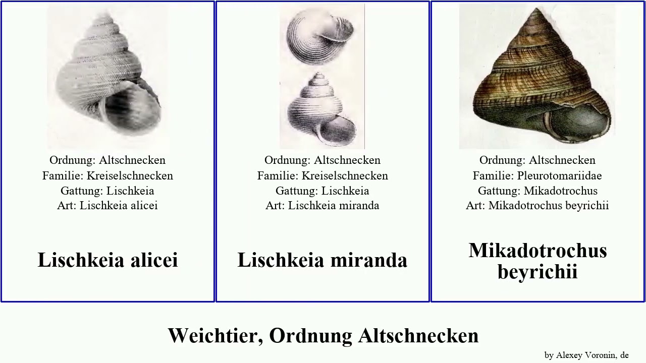 Weichtier, Ordnung Altschnecken lischkeia niger miranda zeus mollusca chinensis bellum interruptus