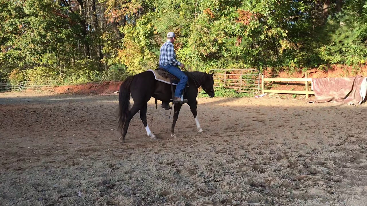 Beautiful Paint Mare For Sale Pamela YouTube