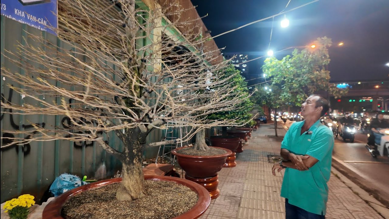 Lảy lá 12/12 âl vì sao phải chừa lá đọt mai? Quốc Cường lo lắng chọn ngày lặt sai 1 bước là mất Tết