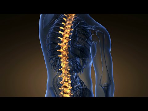 Anatomy of Vertebral Column شرح مبسط لتشريح العمود الفقري لجسم الانسان