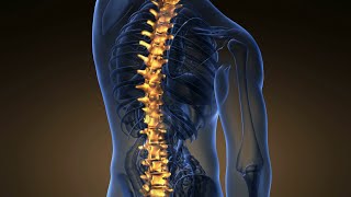 Anatomy of Vertebral Column شرح مبسط لتشريح العمود الفقري لجسم الانسان