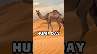 Funny Hump Day Meme - Wednesday Morning Memes #humpdaywednesday #humpdaymemes #wednesdaymotivation