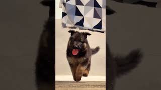 German Shepherd puppy available healthy active smart guard dog quality pup contact now fast deal