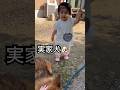 落武者ヘアの1歳5ヶ月と実家犬で癒し倍増ありがとうございます/Collaborating with my family's dog is a very heartwarming experience.
