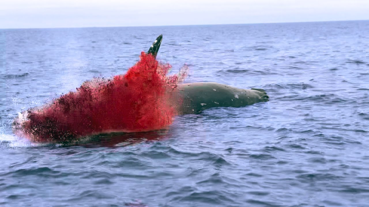 What happens to dead whales?